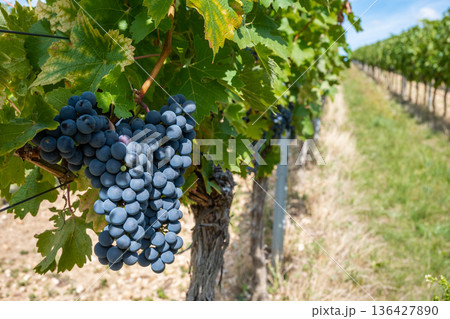Bunche of black wine grapes in sunny weather on the vineyard. Summer harvest for nature background. Bunche of black wine grapes in sunny weather on the vineyard. Summer harvest for nature background. 136427890