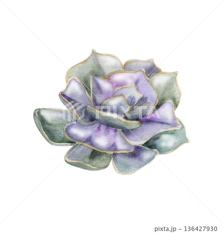 Echeveria, kalanchoe rosette succulent with layered purple pastel leaves. Isolated illustration hand drawn in watercolor. Modern botanical decor, packaging design, plant branding, minimalist wall art. Echeveria, kalanchoe rosette succulent with layered purple pastel leaves. Isolated illustration hand drawn in watercolor. Modern botanical decor, packaging design, plant branding, minimalist wall art. 136427930