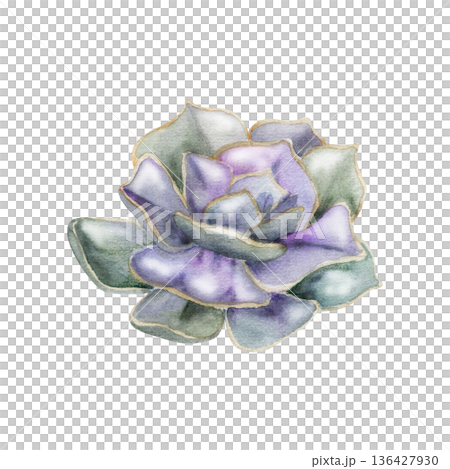 Echeveria, kalanchoe rosette succulent with layered purple pastel leaves. Isolated illustration hand drawn in watercolor. Modern botanical decor, packaging design, plant branding, minimalist wall art. 136427930
