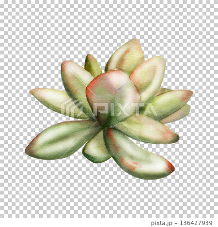Sedum, echeveria or kalanchoe succulent with clustered fleshy leaves and soft texture. Isolated illustration hand drawn in watercolor. Ground cover plant guides, eco branding, botanical education. 136427939