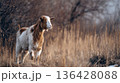 Goat standing in dry field at sunset 136428088