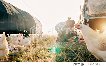 Chicken coop, farming and family with birds check outdoor for sustainability and agriculture. Dad, child and working together on farm field and countryside with support and care for animal livestock 136428308