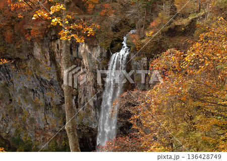 [定額] 紅葉の華厳の滝 ( 栃木県 日光市 ) 136428749