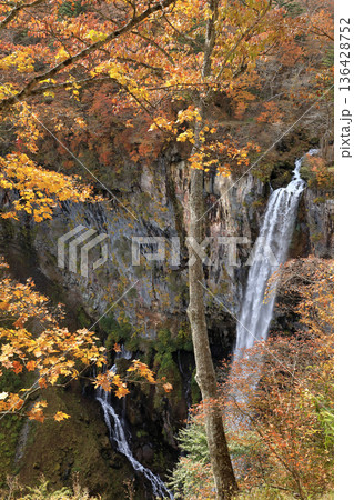[定額] 紅葉の華厳の滝 ( 栃木県 日光市 ) 136428752