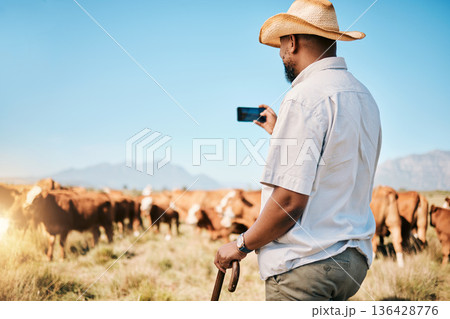 Agriculture, farmer or black man on farm taking photo of livestock or agro business in countryside. Picture, dairy production or African person farming cattle herd or cows on outdoor grass field Agriculture, farmer or black man on farm taking photo of livestock or agro business in countryside. Picture, dairy production or African person farming cattle herd or cows on outdoor grass field 136428776