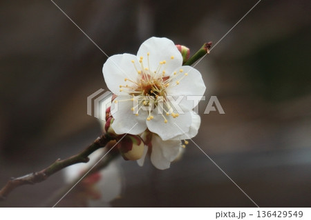 美しい白い梅の花のアップ 美しい白い梅の花のアップ 136429549