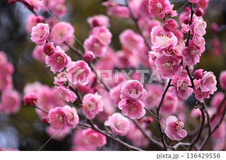 ピンク色の梅の花が咲いています ピンク色の梅の花が咲いています 136429556