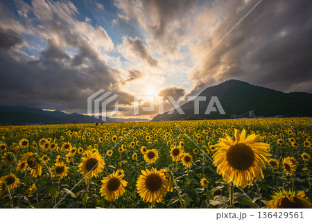 若狭小浜 恵のひまわり畑と夕暮れの山並み（福井県） 136429561