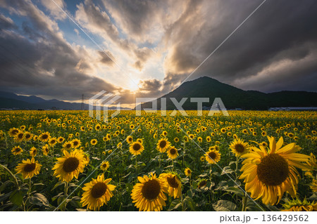 若狭小浜 恵のひまわり畑と夕暮れの山並み（福井県） 136429562