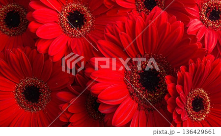 Vibrant red and white gerbera daisy flowers bloom in a colorful nature bouquet featuring beautiful petals and floral garden blossoms 136429661