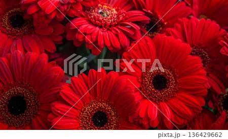 Vibrant red and white gerbera daisy flowers bloom in a colorful nature bouquet featuring beautiful petals and floral garden blossoms Vibrant red and white gerbera daisy flowers bloom in a colorful nature bouquet featuring beautiful petals and floral garden blossoms 136429662