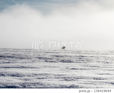 広がる雪原と地平線の猫｜空間を感じる冬景色 136429694