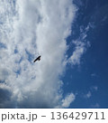 空を飛ぶ鳥 136429711
