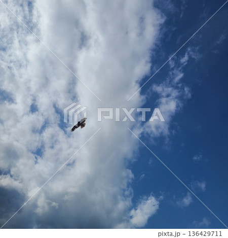 空を飛ぶ鳥 空を飛ぶ鳥 136429711