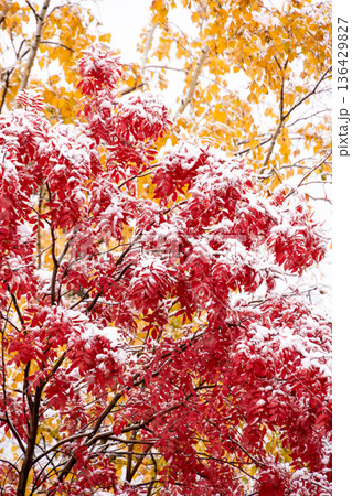 北海道の初雪 赤く染まった紅葉に降り積もる白い雪と秋の終わり 北海道の初雪 赤く染まった紅葉に降り積もる白い雪と秋の終わり 136429827