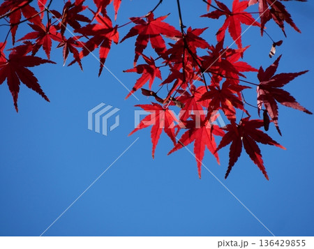 青空に映える真っ赤な紅葉 136429855