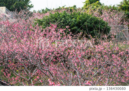 八重瀬公園からの風景 136430080