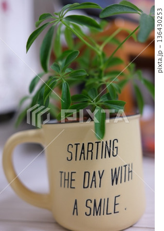 おしゃれな観葉植物 おしゃれな観葉植物 136430253