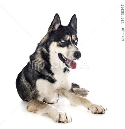 siberian husky in studio siberian husky in studio 136430367