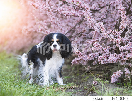 cavalier king charles 136430368