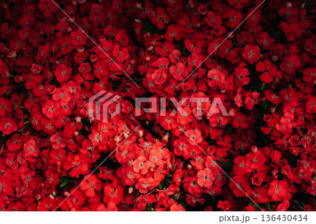 Top view of dense red flower bed, creating a vibrant natural texture. 136430434