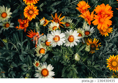 Close-up of vibrant Gazania flowers in orange, white, and yellow tones. Close-up of vibrant Gazania flowers in orange, white, and yellow tones. 136430435