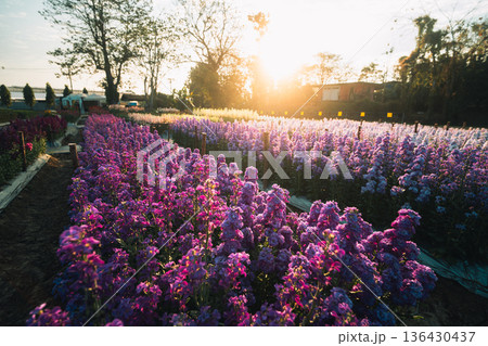 Scenic landscape of blooming flower fields in a nursery at sunrise Scenic landscape of blooming flower fields in a nursery at sunrise 136430437