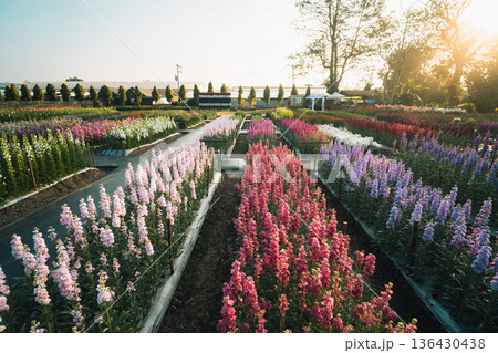 Scenic landscape of blooming flower fields in a nursery at sunrise Scenic landscape of blooming flower fields in a nursery at sunrise 136430438