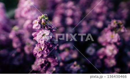 Purple flower crop shot as a floral background. Purple flower crop shot as a floral background. 136430466