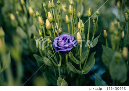 The purple flowers are blooming first in the flower bed. A picture for spring. 136430468