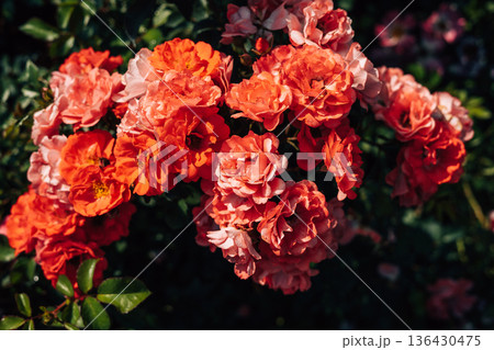 Beautiful rose bush background with natural sunlight and deep shadows. Beautiful rose bush background with natural sunlight and deep shadows. 136430475