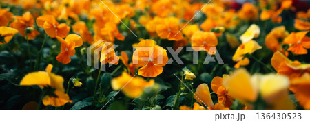Close-up of bright orange pansies in a field under warm sunlight. Close-up of bright orange pansies in a field under warm sunlight. 136430523