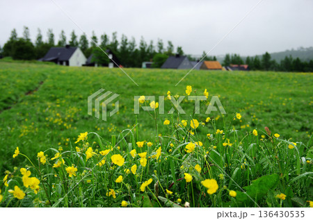 アウルバイル野外博物館内の草原の鮮やかな花々 136430535