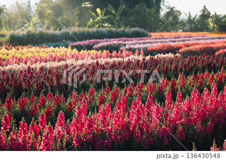Colorful rows of snapdragon flowers blooming in agricultural farm 136430548
