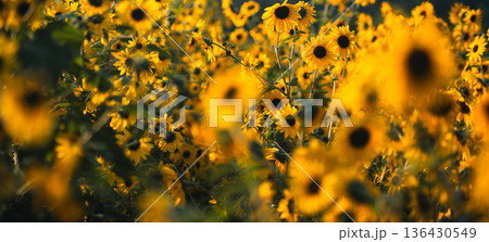 Field of yellow sunflowers blooming in golden hour sunlight with soft focus Field of yellow sunflowers blooming in golden hour sunlight with soft focus 136430549