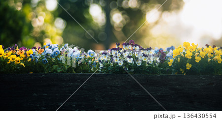 Colorful pansy flowers in wooden planter box with morning dew and bokeh background 136430554