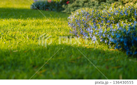 Fresh green lawn with blue lobelia flowers in the garden during morning sunlig 136430555
