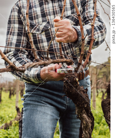 Farmer pruning the vine in winter. Agriculture. 136430565