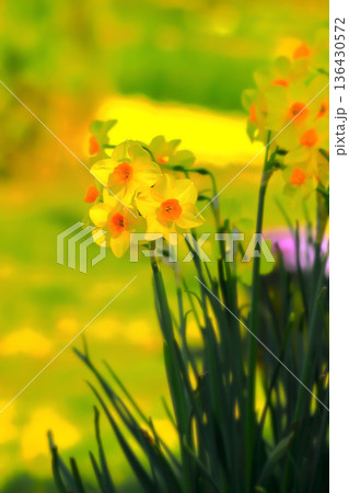 美しい立ち姿の水仙の花 136430572