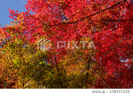 愛知・犬山の秋 空を埋め尽くす鮮やかな紅葉とカエデの背景素材 愛知・犬山の秋 空を埋め尽くす鮮やかな紅葉とカエデの背景素材 136431220