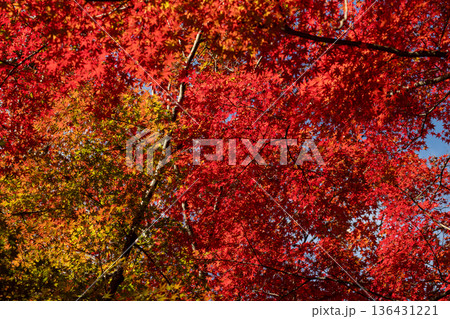 愛知・犬山の秋 空を埋め尽くす鮮やかな紅葉とカエデの背景素材 136431221