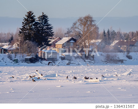 snowy sunny landscape with crows on a frozen river, a village is visible in the distance snowy sunny landscape with crows on a frozen river, a village is visible in the distance 136431507
