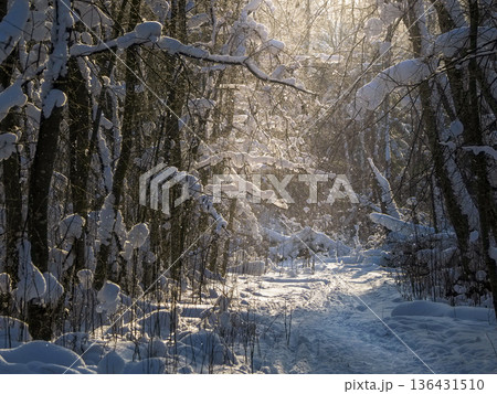 A snowy forest path with trees covered in snowの写真素材 [136431510] - PIXTA