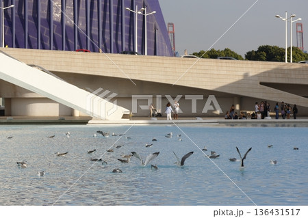 Yellow-legged gulls on an artificial lake. Yellow-legged gulls on an artificial lake. 136431517