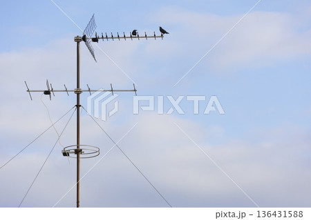Spotless starlings on an antenna. Spotless starlings on an antenna. 136431588
