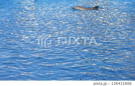 Common bottlenose dolphin. Common bottlenose dolphin. 136431606