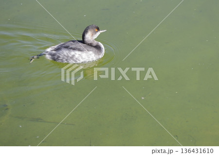 Black-necked grebe Podiceps nigricollis nigricollis. Black-necked grebe Podiceps nigricollis nigricollis. 136431610