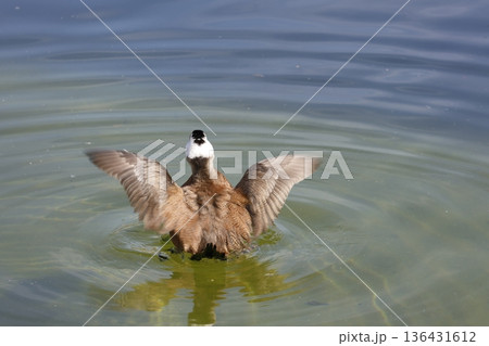 White-headed duck flapping its wings. 136431612