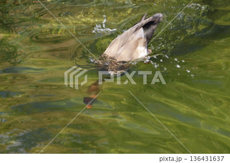 Red-crested pochard diving. Red-crested pochard diving. 136431637