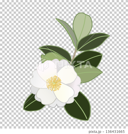 白色山茶花枝插圖 白色山茶花枝插圖 136431665